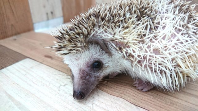 ハリネズミ（ヨツユビハリネズミ）