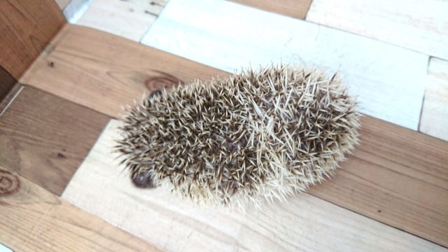 ハリネズミ（ヨツユビハリネズミ）