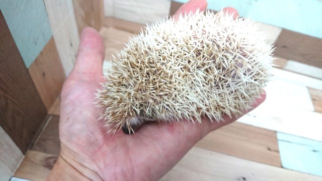 ハリネズミ（ヨツユビハリネズミ）