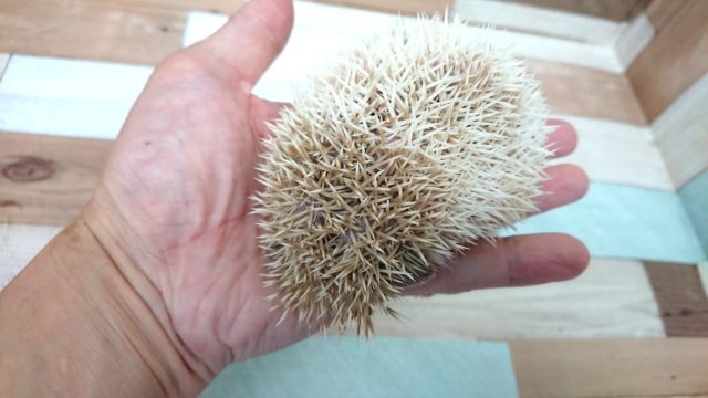 ハリネズミ（ヨツユビハリネズミ）