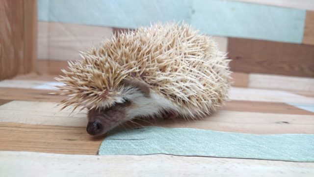 ハリネズミ（ヨツユビハリネズミ）