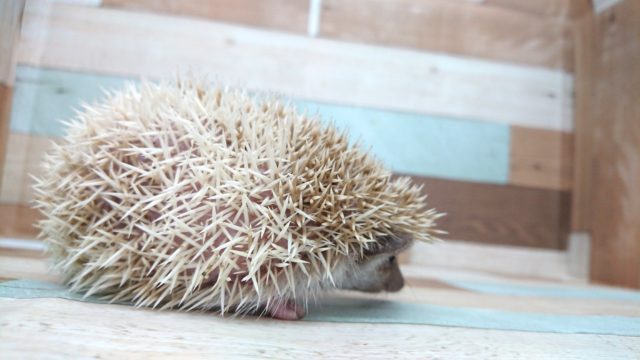 ハリネズミ（ヨツユビハリネズミ）