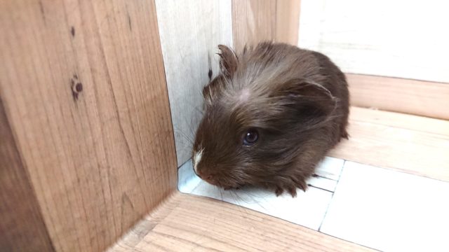 クレステッドモルモット