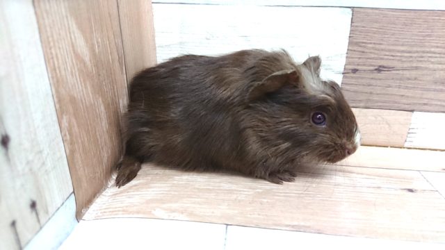 クレステッドモルモット