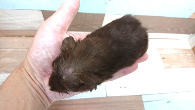 クレステッドモルモット