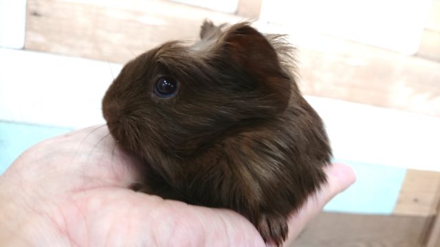 クレステッドモルモット