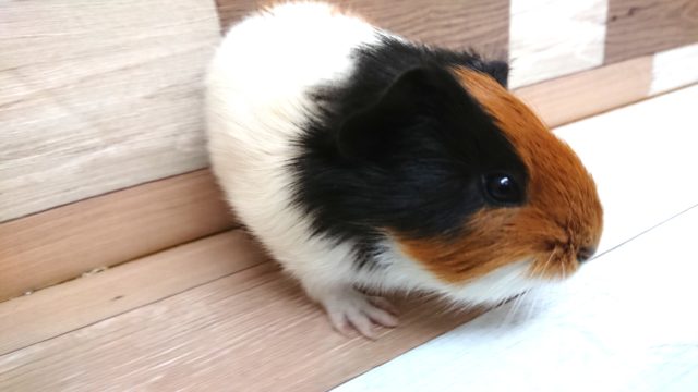 イングリッシュモルモット