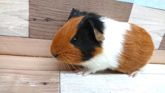 イングリッシュモルモット