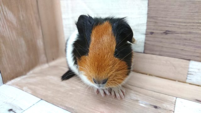 イングリッシュモルモット