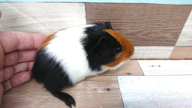 イングリッシュモルモット