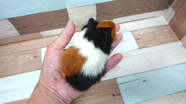 イングリッシュモルモット