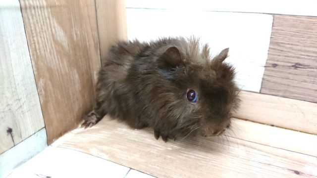 アビシニアンモルモット