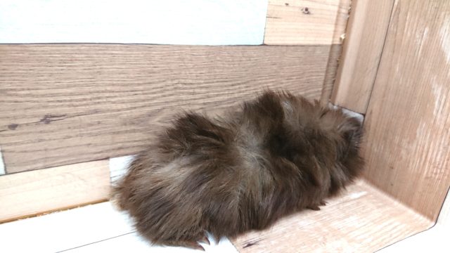 アビシニアンモルモット