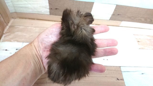 アビシニアンモルモット