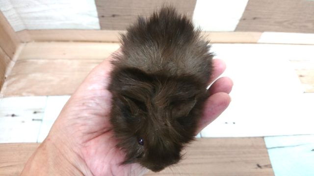 アビシニアンモルモット