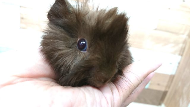 アビシニアンモルモット