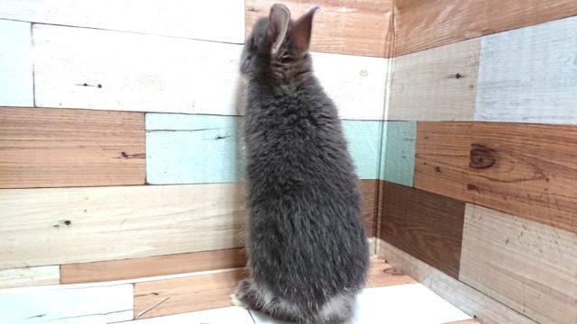 ネザーランドドワーフ