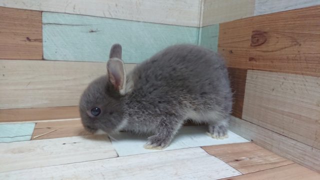 ネザーランドドワーフ