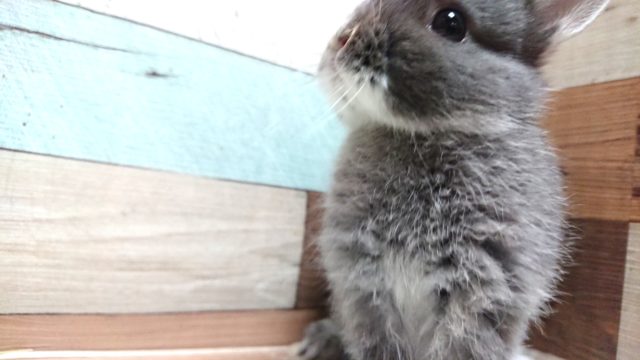 ネザーランドドワーフ