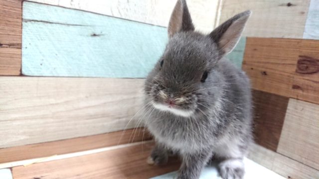 ネザーランドドワーフ