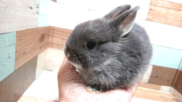 ネザーランドドワーフ