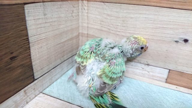 セキセイインコ
