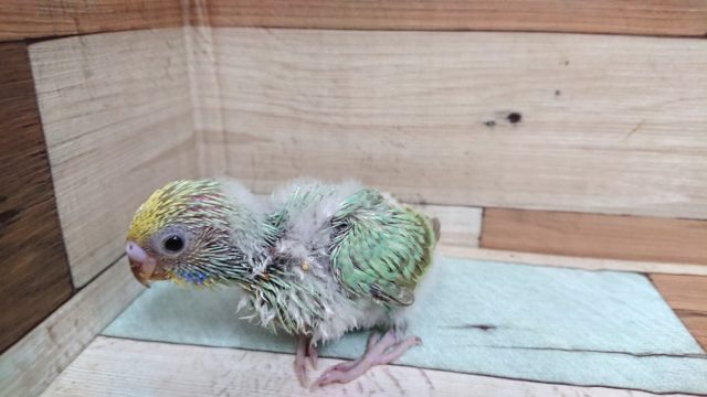 セキセイインコ