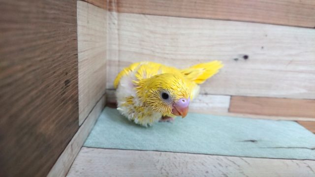 セキセイインコ