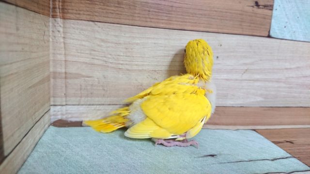 セキセイインコ