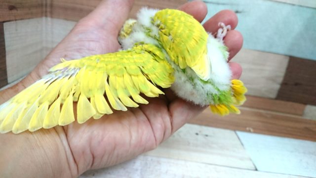 セキセイインコ