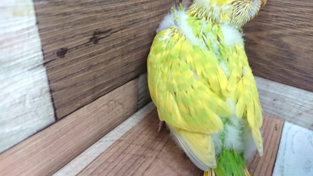 セキセイインコ