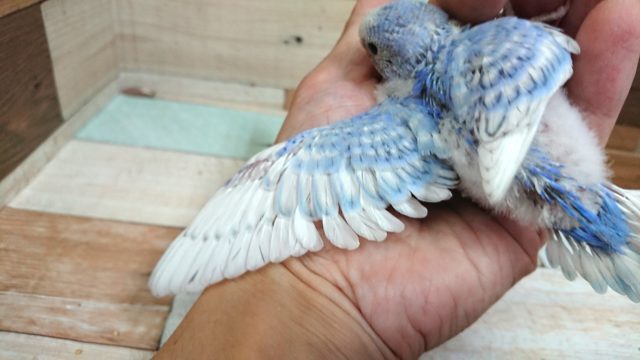 セキセイインコ