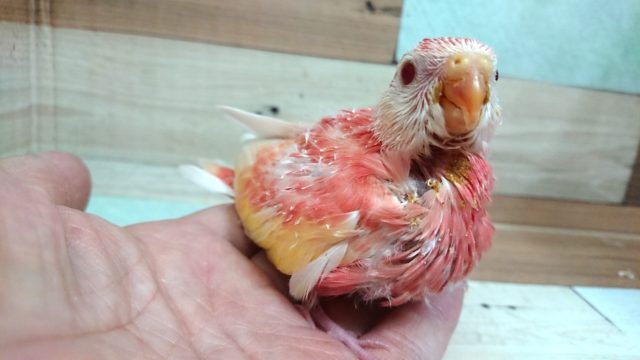アキクサインコ（秋草インコ）