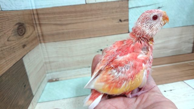 アキクサインコ（秋草インコ）