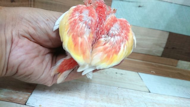 アキクサインコ（秋草インコ）