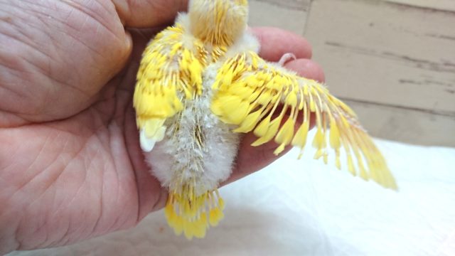 セキセイインコ