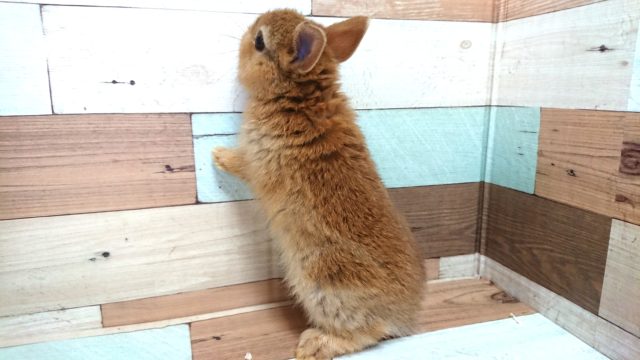 ネザーランドドワーフ