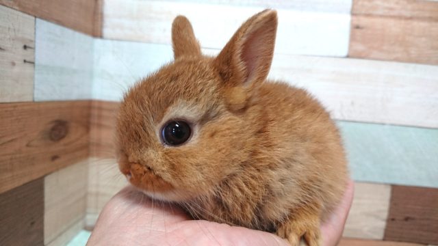 ネザーランドドワーフ