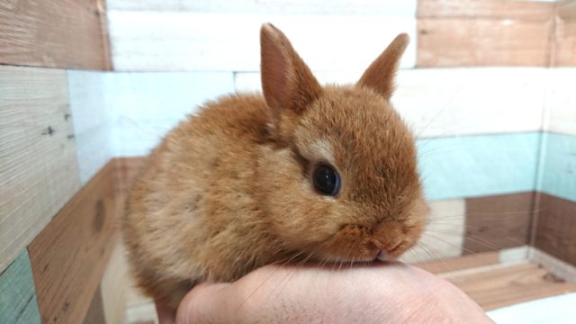 ネザーランドドワーフ