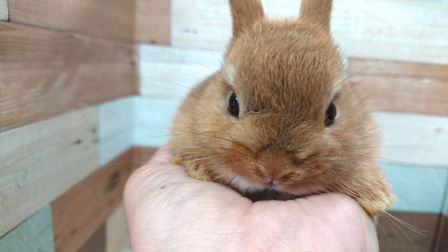 ネザーランドドワーフ