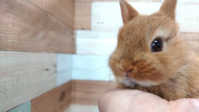 ネザーランドドワーフ