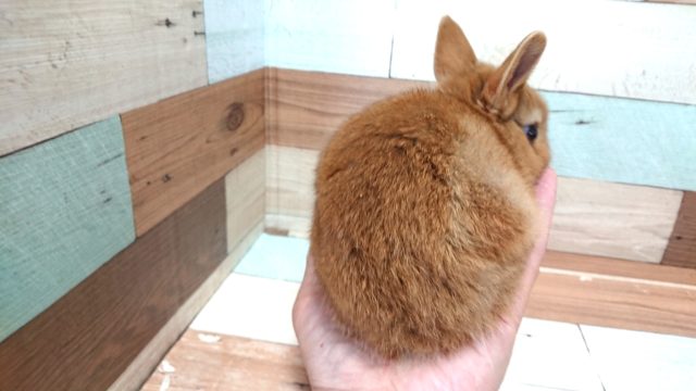 ネザーランドドワーフ