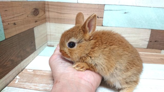 ネザーランドドワーフ