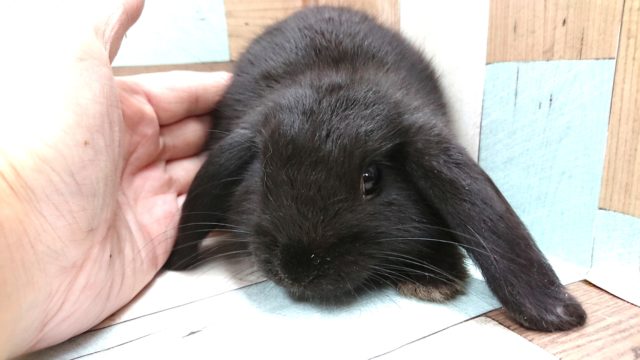 ロップイヤーラビット