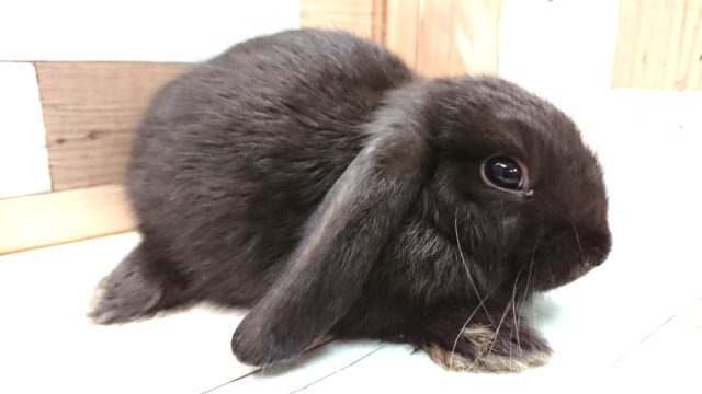 ロップイヤーラビット