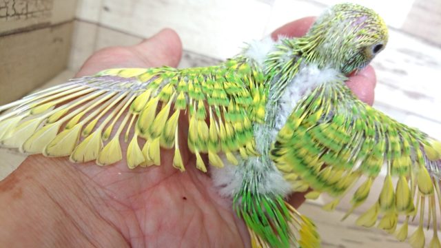 セキセイインコ