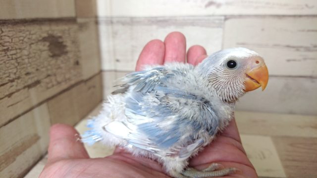 コザクラインコ（小桜インコ）