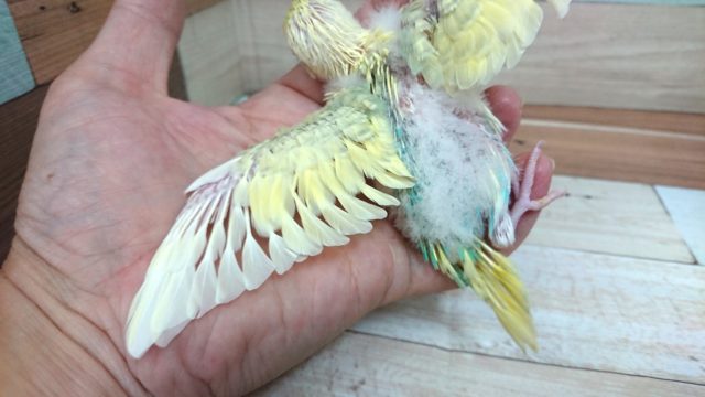 セキセイインコ