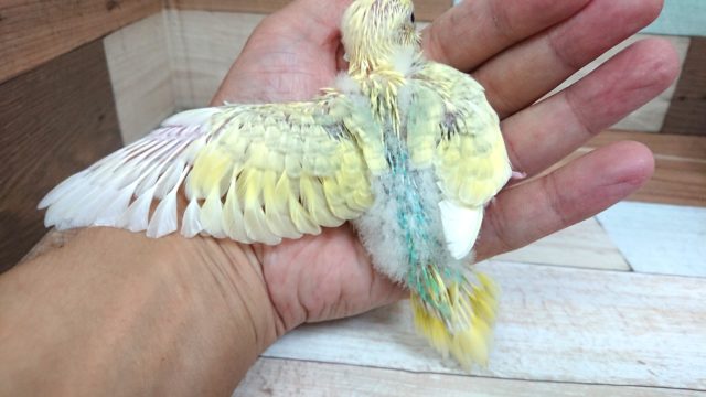 セキセイインコ