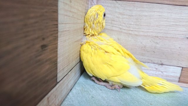セキセイインコ